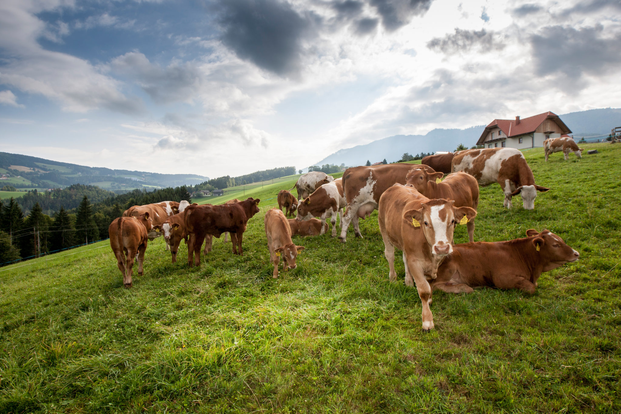 BIO Styria Beef Genuss mit Verantwortung Marcher Fleischwerkstatt