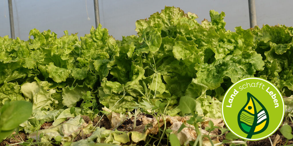 … der Grazer Krauthäuptel eine Besonderheit unter den Salaten ist? Er ist ein steirisches Original und ist die einzige heimische Sorte, die in Österreich im professionellen Salatanbau Bedeutung hat. Es handelt sich beim Grazer Krauthäuptel um eine Übergangsform zwischen Pflück- und Kopfsalat und er wird von Mitte März bis November geerntet. Sein optisches Erkennungsmerkmal ist der rote Blattrand. Übrigens: Am besten ist es, wenn man Salat unter kaltem, fließendem Wasser wäscht, um Schmutz und damit Keime zu entfernen. Denn bei einem Bad im Wasser gehen mehr Vitamine verloren.